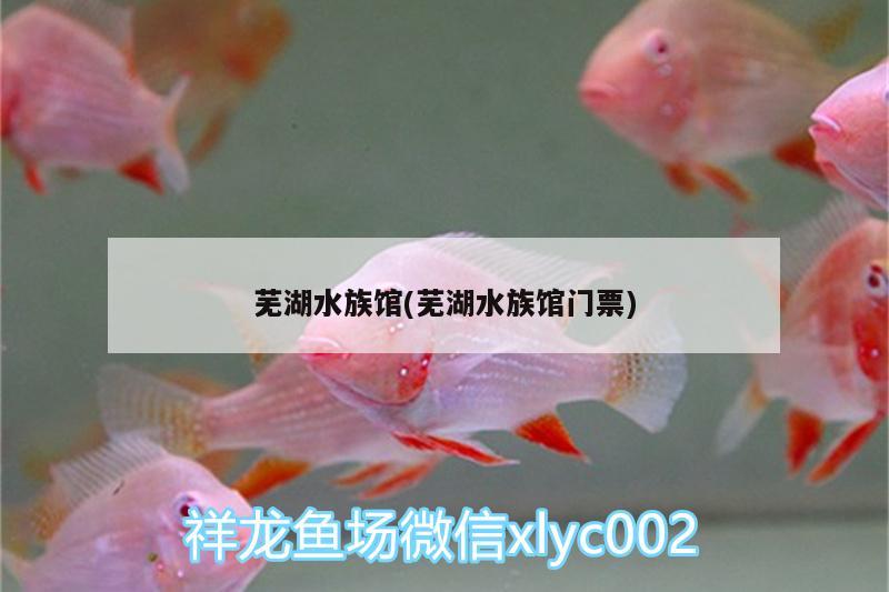 芜湖水族馆(芜湖水族馆门票) 马拉莫宝石鱼