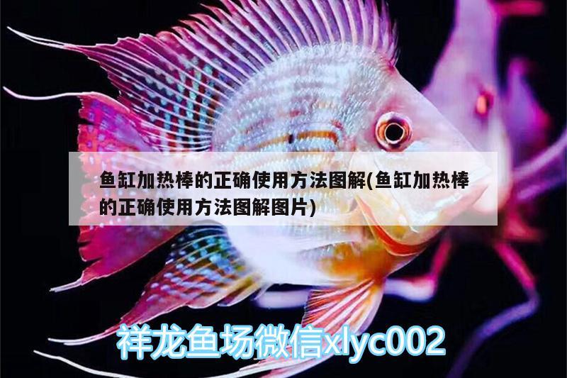 鱼缸加热棒的正确使用方法图解(鱼缸加热棒的正确使用方法图解图片) 哥伦比亚巨暴鱼苗