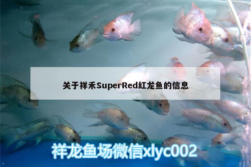 关于祥禾SuperRed红龙鱼的信息