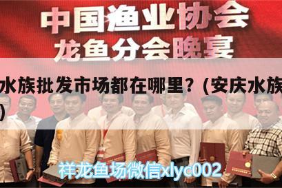 安庆水族批发市场都在哪里？(安庆水族馆在哪里) 观赏鱼水族批发市场