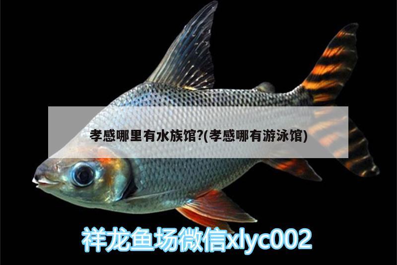 孝感哪里有水族馆?(孝感哪有游泳馆) 蓝帆三间鱼