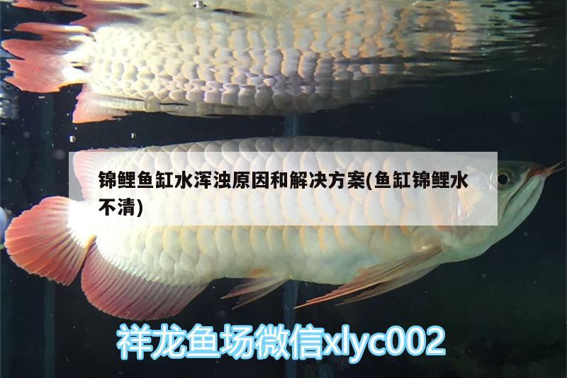 锦鲤鱼缸水浑浊原因和解决方案(鱼缸锦鲤水不清) 招财战船鱼