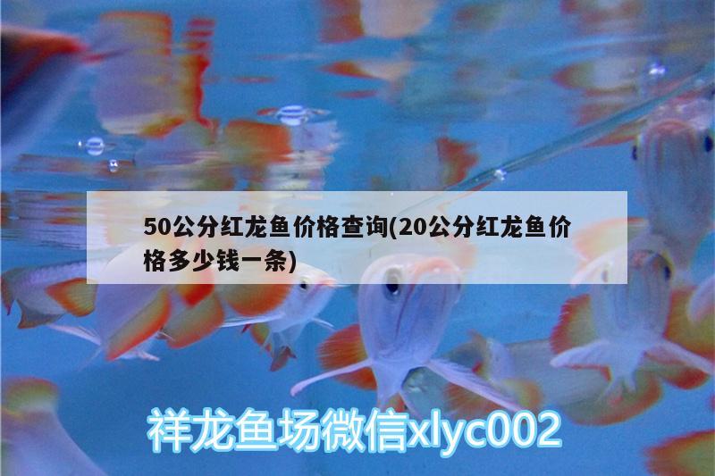 50公分红龙鱼价格查询(20公分红龙鱼价格多少钱一条)