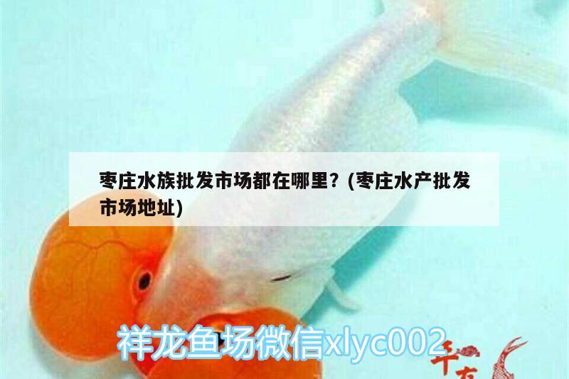 枣庄水族批发市场都在哪里？(枣庄水产批发市场地址)