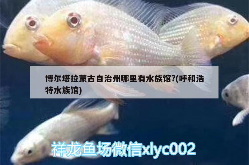 博尔塔拉蒙古自治州哪里有水族馆?(呼和浩特水族馆)