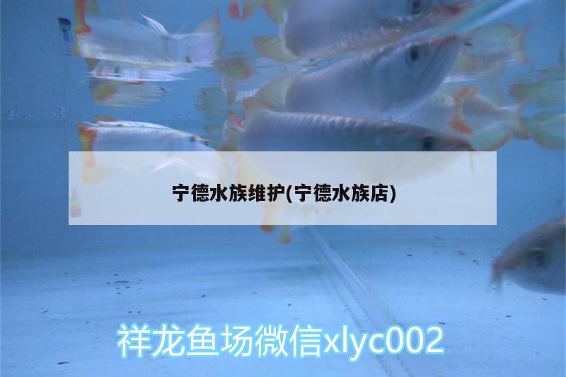 宁德水族维护(宁德水族店)