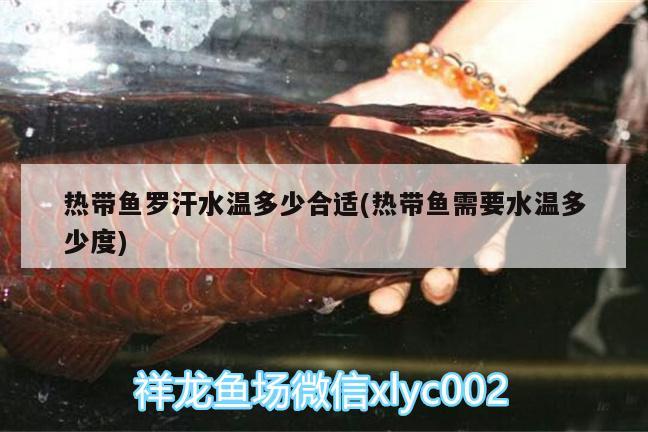 热带鱼罗汗水温多少合适(热带鱼需要水温多少度) 鱼缸等水族设备