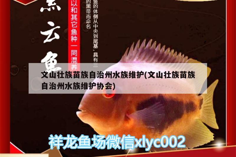 文山壮族苗族自治州水族维护(文山壮族苗族自治州水族维护协会) 红龙福龙鱼