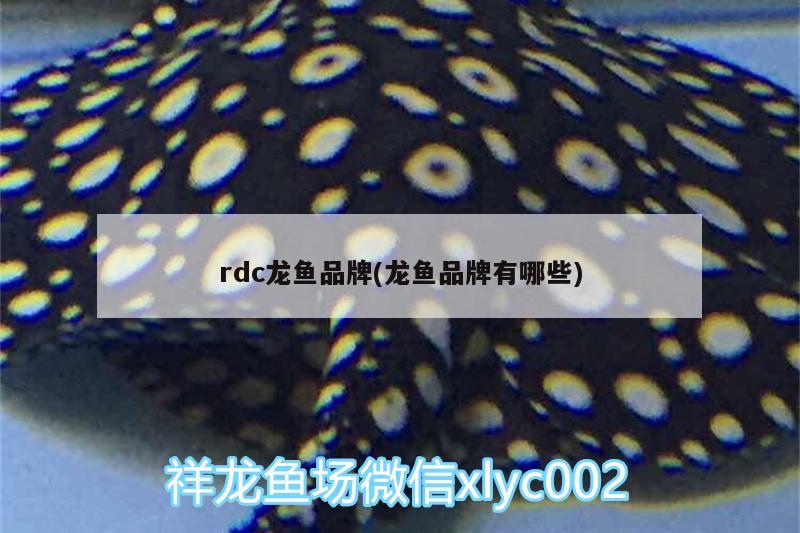 rdc龙鱼品牌(龙鱼品牌有哪些)