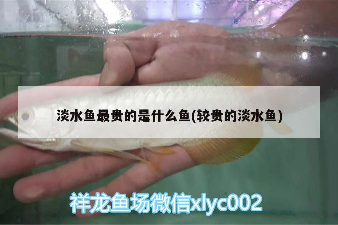 淡水鱼最贵的是什么鱼(较贵的淡水鱼) 巴西亚鱼苗