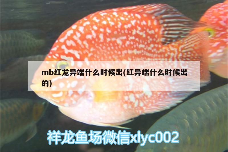 mb红龙异端什么时候出(红异端什么时候出的)