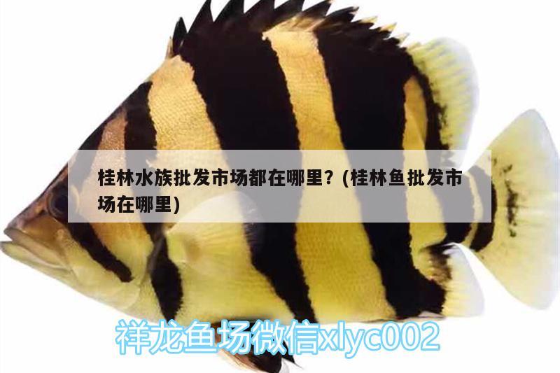 桂林水族批发市场都在哪里？(桂林鱼批发市场在哪里)