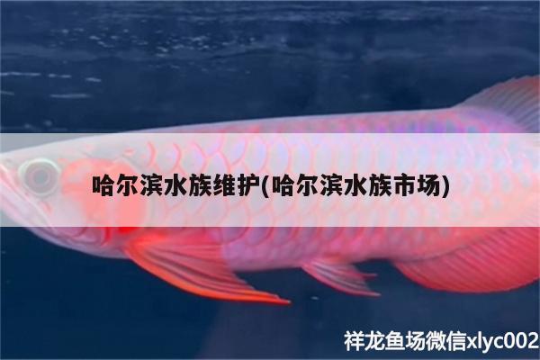 哈尔滨水族维护(哈尔滨水族市场)