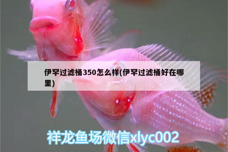 伊罕过滤桶350怎么样(伊罕过滤桶好在哪里)