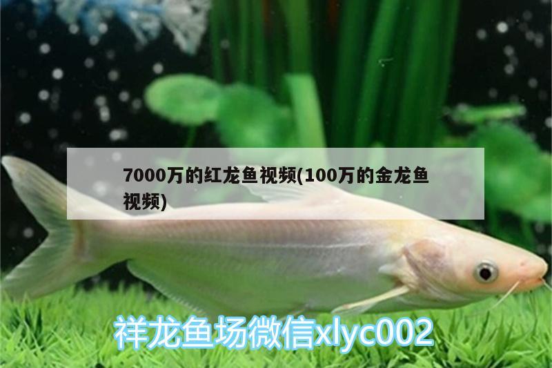 7000万的红龙鱼视频(100万的金龙鱼视频)