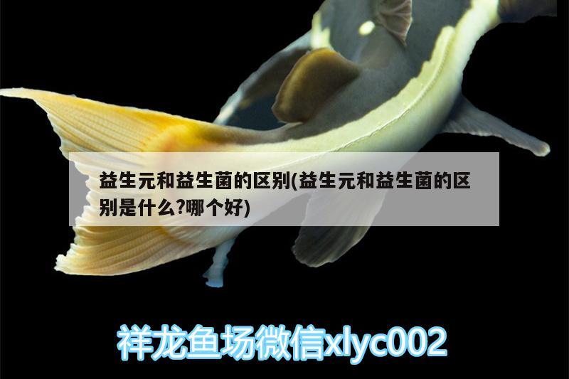 益生元和益生菌的区别(益生元和益生菌的区别是什么?哪个好) 印尼虎苗 第1张