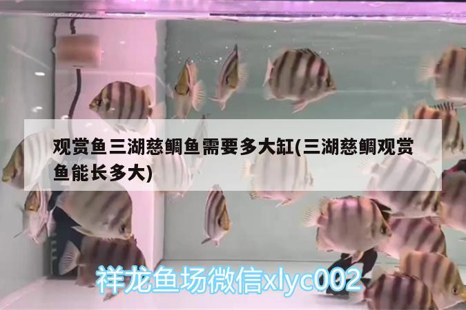 观赏鱼三湖慈鲷鱼需要多大缸(三湖慈鲷观赏鱼能长多大)