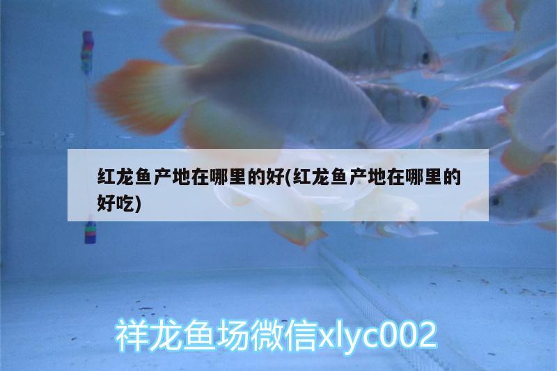 红龙鱼产地在哪里的好(红龙鱼产地在哪里的好吃) 祥龙水族滤材/器材