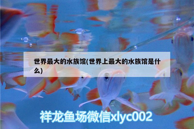 世界最大的水族馆(世界上最大的水族馆是什么) 双线侧鱼