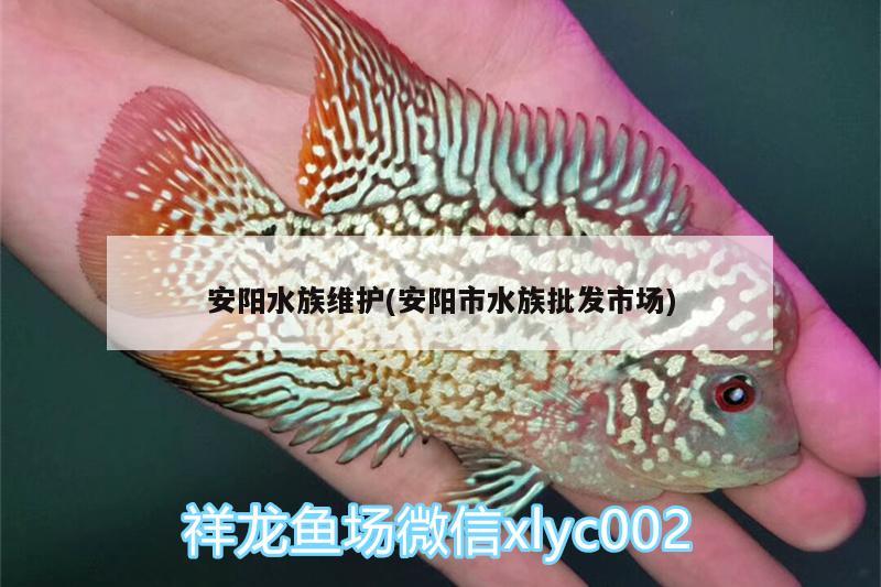 安阳水族维护(安阳市水族批发市场)