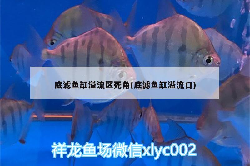 底滤鱼缸溢流区死角(底滤鱼缸溢流口)