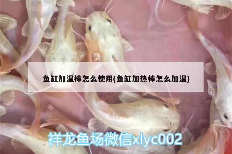 鱼缸加温棒怎么使用(鱼缸加热棒怎么加温) 印尼小红龙