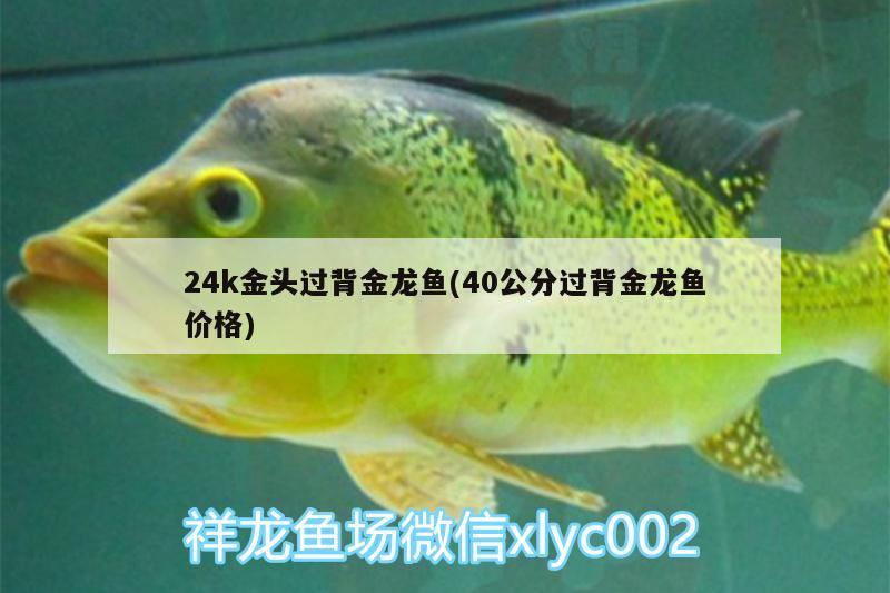 24k金头过背金龙鱼(40公分过背金龙鱼价格)