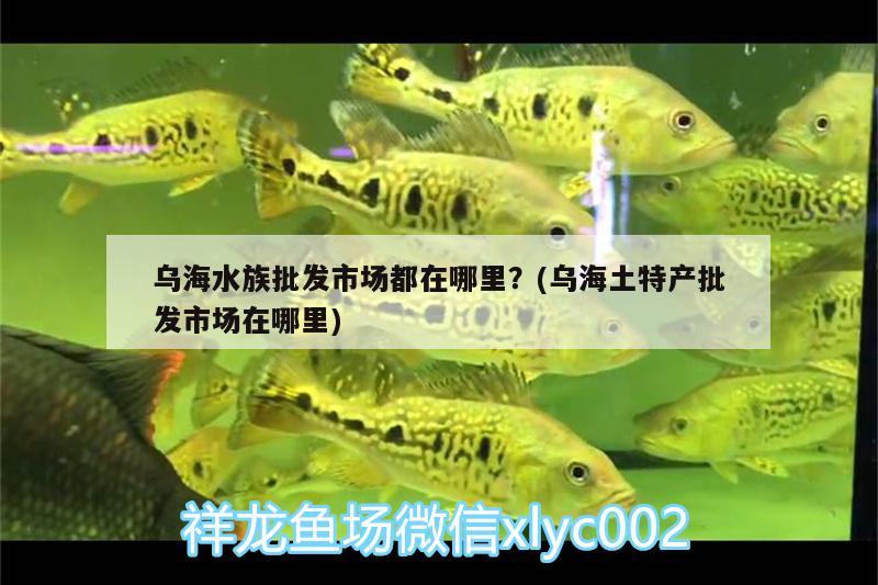 乌海水族批发市场都在哪里？(乌海土特产批发市场在哪里) 观赏鱼水族批发市场