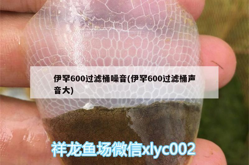 伊罕600过滤桶噪音(伊罕600过滤桶声音大)