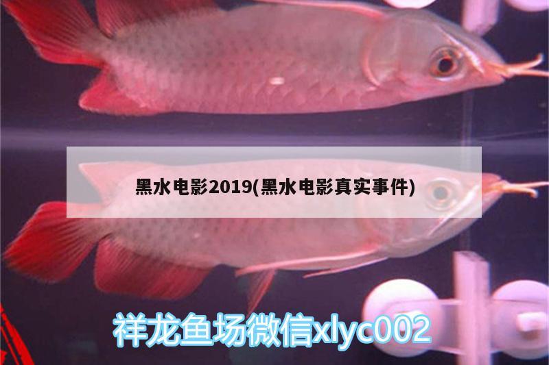 黑水电影2019(黑水电影真实事件)