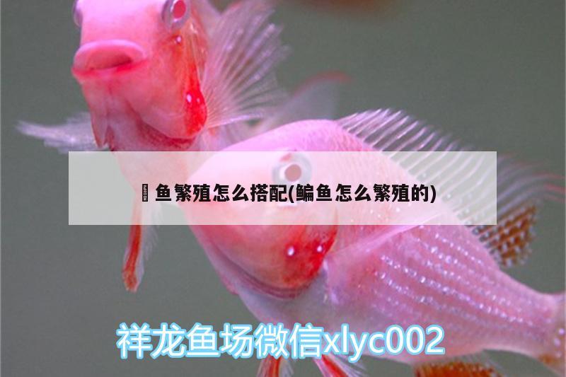 魟鱼繁殖怎么搭配(鳊鱼怎么繁殖的) 观赏鱼水族批发市场