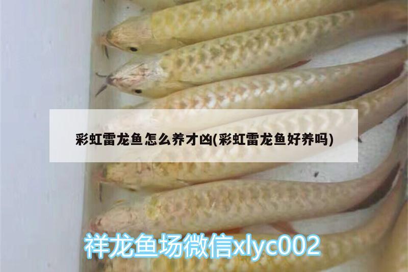 彩虹雷龙鱼怎么养才凶(彩虹雷龙鱼好养吗) 虎斑恐龙鱼