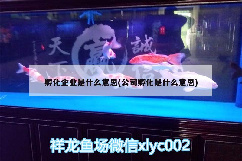 孵化企业是什么意思(公司孵化是什么意思)