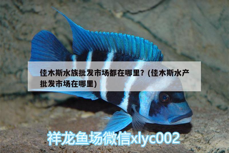 佳木斯水族批发市场都在哪里？(佳木斯水产批发市场在哪里) 观赏鱼水族批发市场