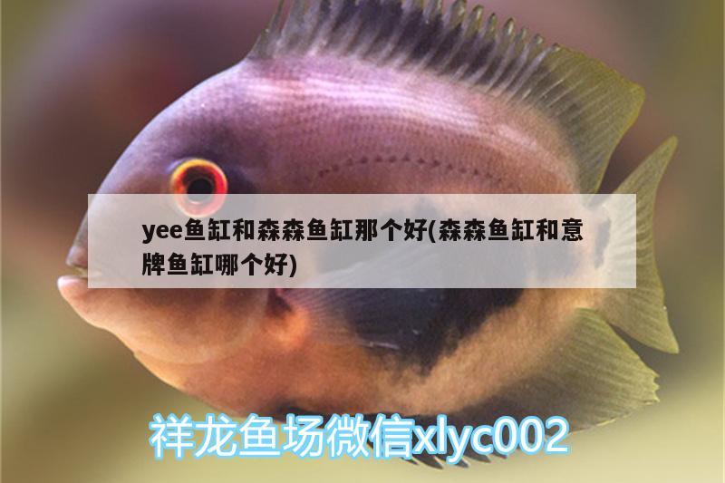 yee鱼缸和森森鱼缸那个好(森森鱼缸和意牌鱼缸哪个好)