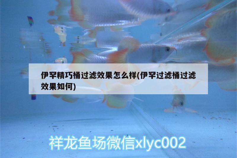 伊罕精巧桶过滤效果怎么样(伊罕过滤桶过滤效果如何)