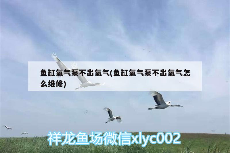 鱼缸氧气泵不出氧气(鱼缸氧气泵不出氧气怎么维修) 鱼缸等水族设备