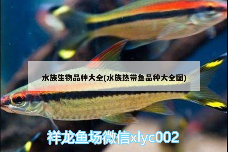 水族生物品种大全(水族热带鱼品种大全图) 红龙福龙鱼