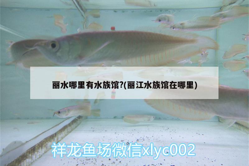 丽水哪里有水族馆?(丽江水族馆在哪里) 狗头鱼