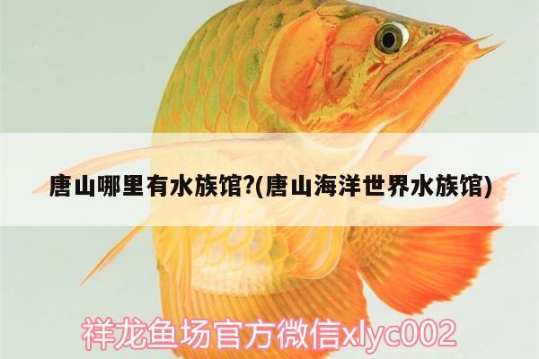 唐山哪里有水族馆?(唐山海洋世界水族馆)