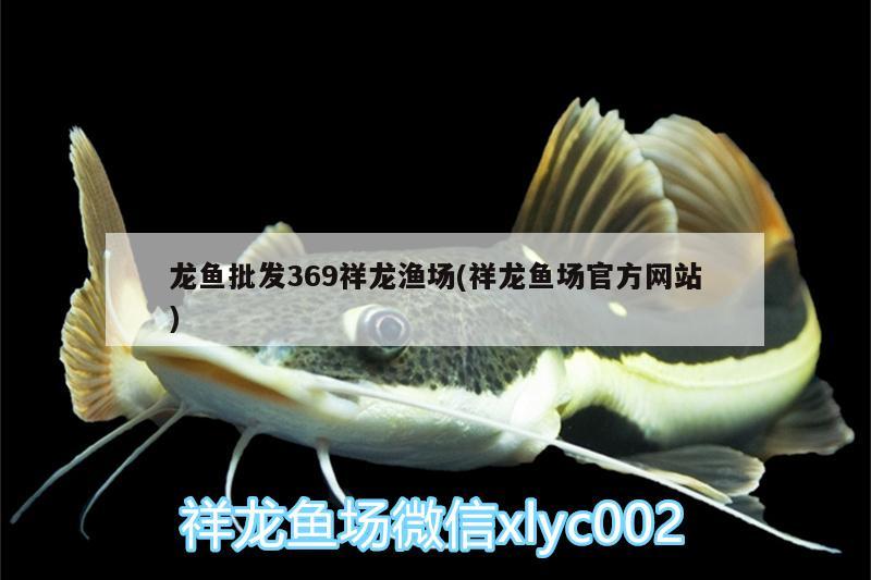 龙鱼批发369祥龙渔场(祥龙鱼场官方网站) 龙鱼批发 第2张