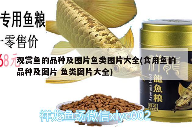 观赏鱼的品种及图片鱼类图片大全(食用鱼的品种及图片鱼类图片大全)