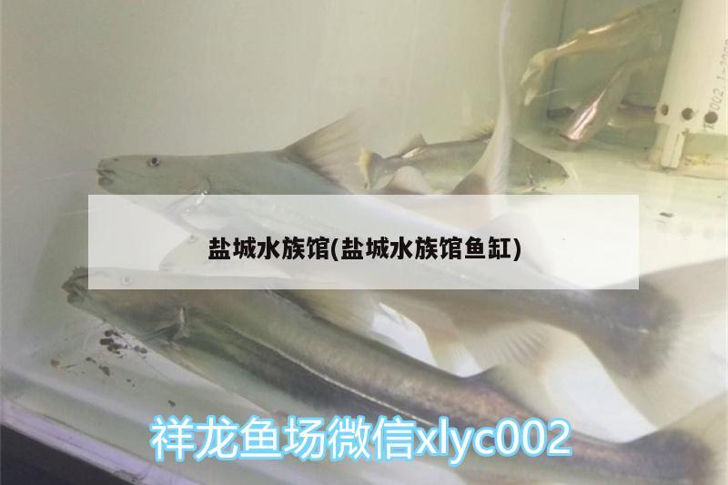 盐城水族馆(盐城水族馆鱼缸) 广州龙鱼批发市场