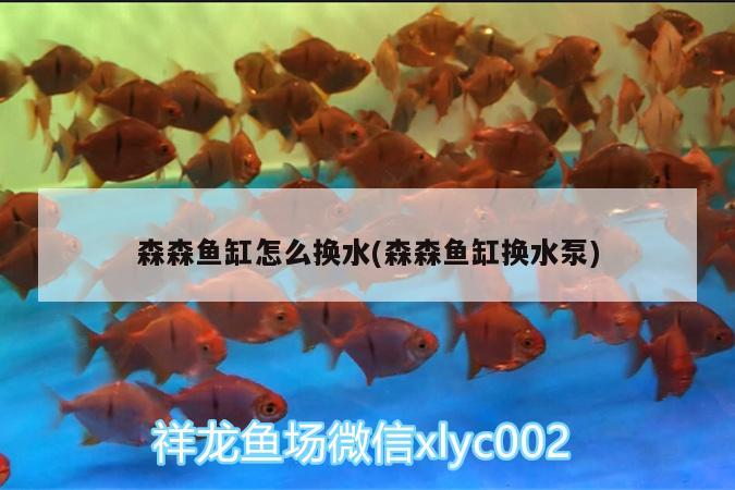 森森鱼缸怎么换水(森森鱼缸换水泵) 眼斑鱼