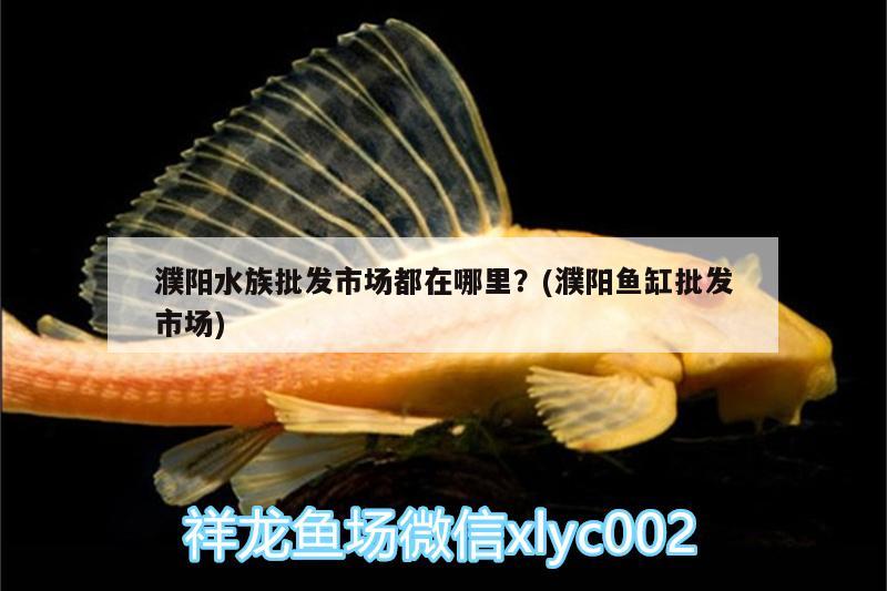 濮阳水族批发市场都在哪里？(濮阳鱼缸批发市场) 观赏鱼水族批发市场