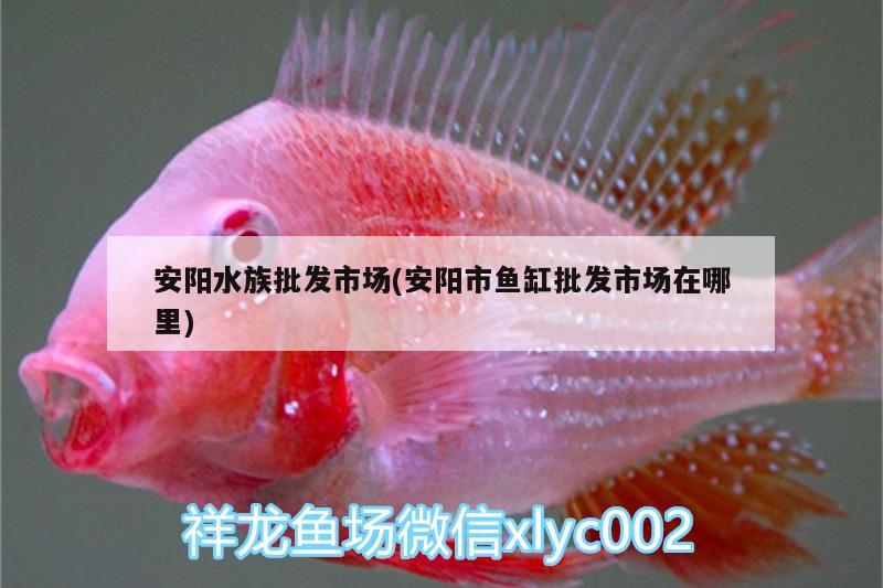 安阳水族批发市场(安阳市鱼缸批发市场在哪里) 观赏鱼水族批发市场