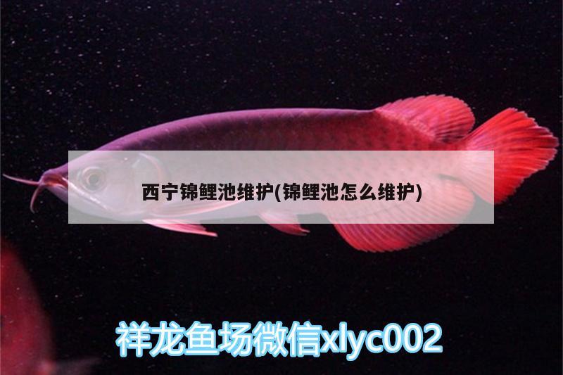 西宁锦鲤池维护(锦鲤池怎么维护) 鱼缸等水族设备