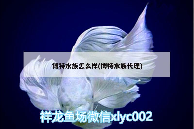 博特水族怎么样(博特水族代理) 博特水族