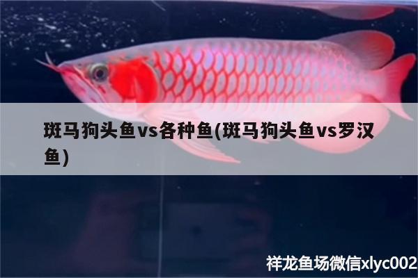 斑马狗头鱼vs各种鱼(斑马狗头鱼vs罗汉鱼) 斑马狗头鱼