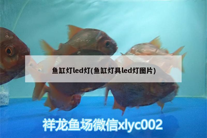 鱼缸灯led灯(鱼缸灯具led灯图片)